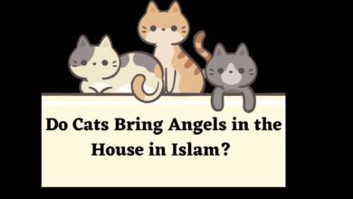 Do Cats Bring Angels in the House in Islam